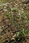 Naked Eriogonum