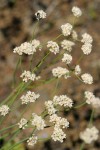 Naked Eriogonum blossoms & stems detail