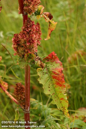 Rumex aquaticus var. fenestratus (R. occidentalis)