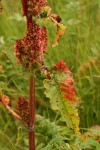 Western Dock bracts & foliage detail