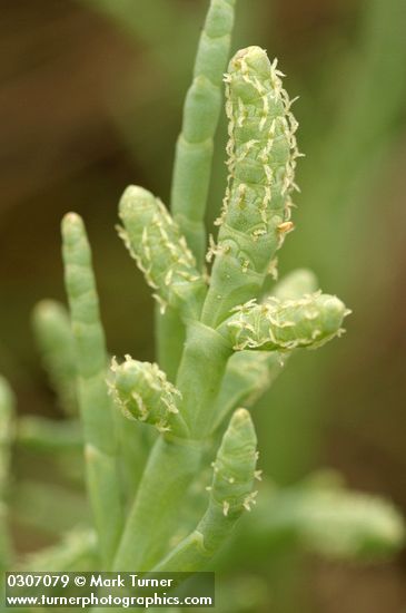 Salicornia virginica