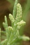 American Glasswort foliage & blossoms detail