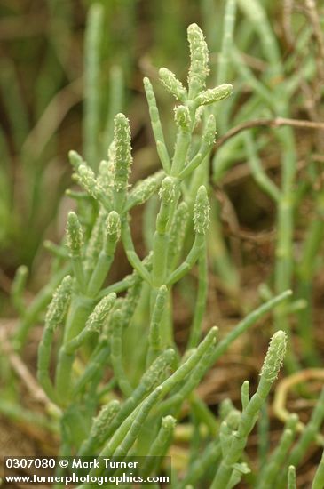 Salicornia virginica