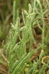 American Glasswort