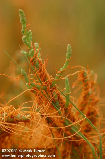 Cuscuta pacifica; Salicornia depressa