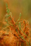 Salt Marsh Dodder on American Glasswort