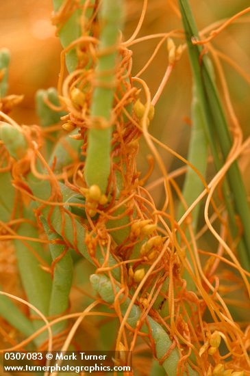 Cuscuta pacifica; Salicornia depressa