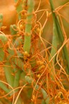 Salt Marsh Dodder on American Glasswort, detail