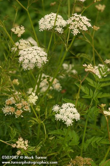 Oenanthe sarmentosa