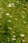 Pacific Water Parsley