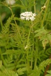 Pacific Water Parsley