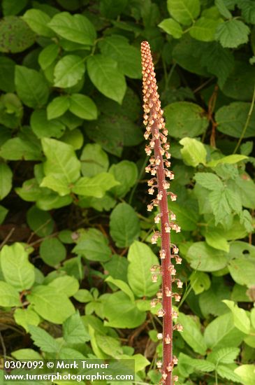 Pterospora andromedea