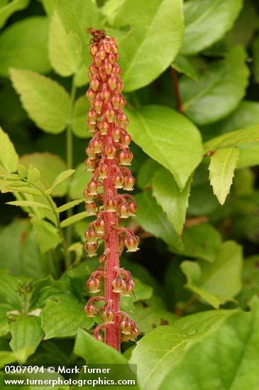 Pterospora andromedea