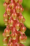 Pinedrops blossoms detail