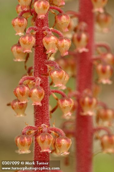 Pterospora andromedea