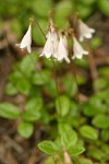 Twinflower