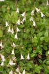 Twinflower