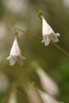 Twinflower blossoms extreme detail