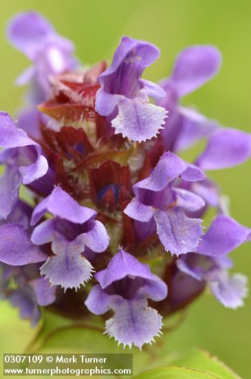 Prunella vulgaris