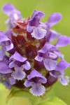 Self-heal blossoms extreme detail