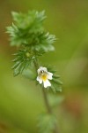 Common Eyebright blossom & foliage detail