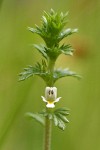 Common Eyebright blossom & foliage detail