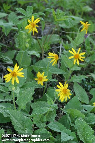 Arnica latifolia