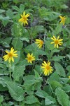 Mountain Arnica