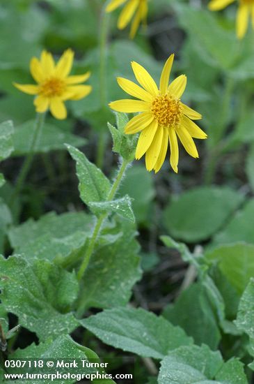 Arnica latifolia