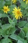 Mountain Arnica