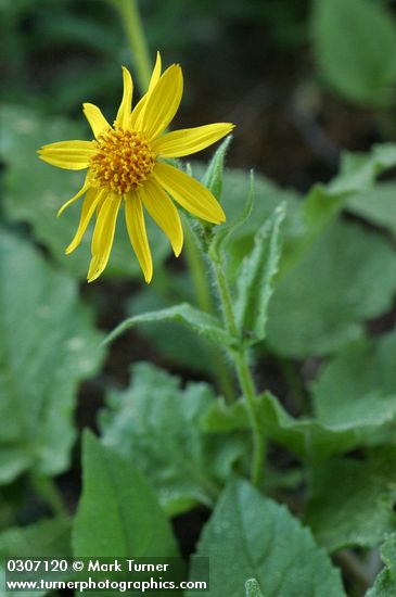 Arnica latifolia