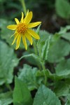 Mountain Arnica