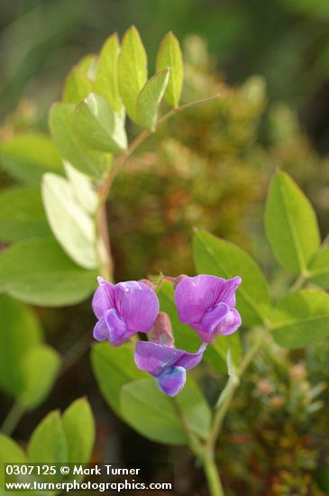 Vicia americana