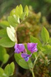 American Vetch blossoms & foliage