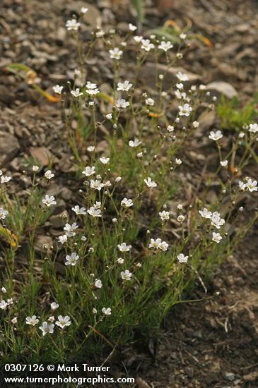 Arenaria capillaris ssp. americana