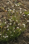 Thread-leaved Sandwort