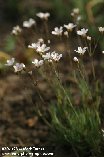 Arenaria capillaris ssp. americana