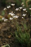 Thread-leaved Sandwort blossoms & foliage