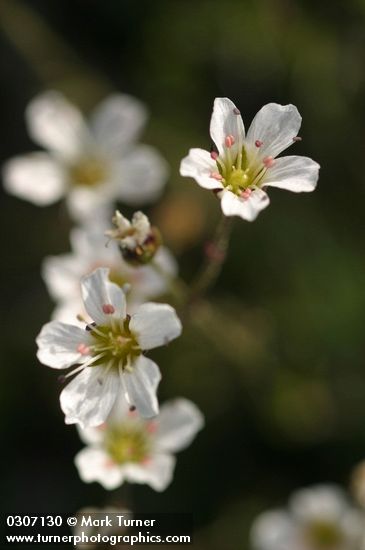 Arenaria capillaris ssp. americana