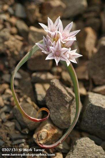 Allium crenulatum