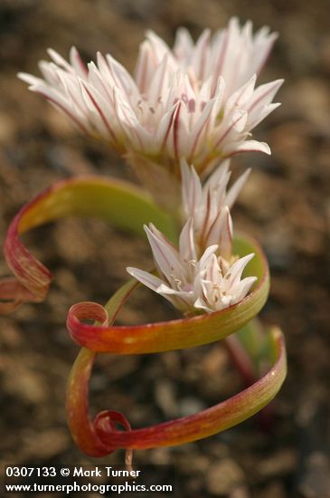 Allium crenulatum