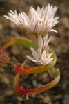 Olympic Onion blossoms & foliage detail