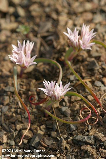 Allium crenulatum