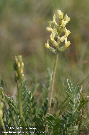 Oxytropis monticola