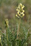 Crazyweed blossoms & foliage