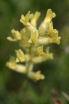 Crazyweed blossoms detail