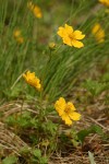 Fan-leaved Cinquefoil