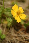 Fan-leaved Cinquefoil blossom detail