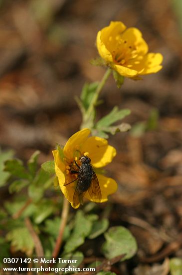 Potentilla flabellifolia