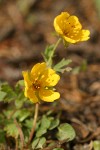 Fan-leaved Cinquefoil blossoms